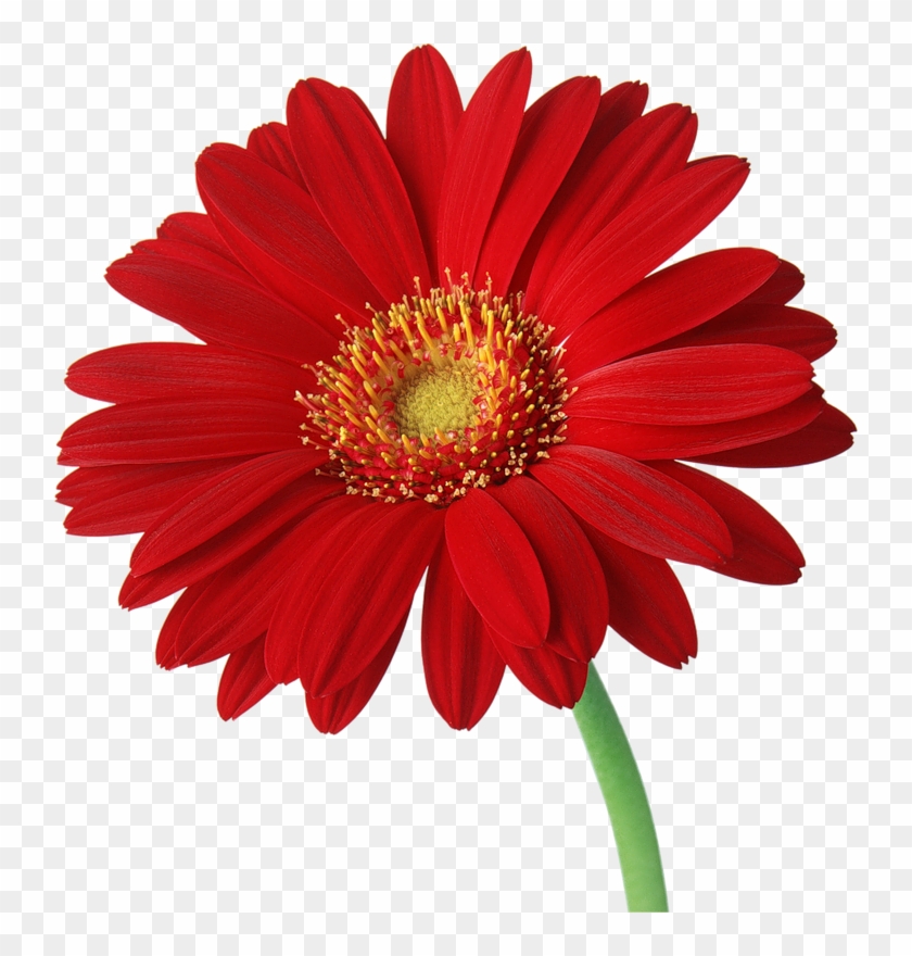 Clipart Gerbera - Png Download #101092