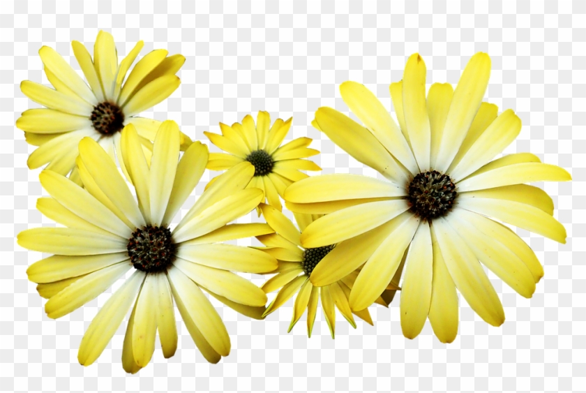 Daisies, Yellow, Flowers, Garden, Nature - African Daisy Clipart