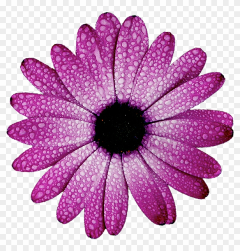 Daisy Purple Png Photo - Mahmoud Al Obaidi Bush Clipart #101441