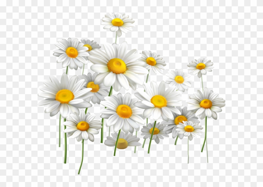 Flores Png Margaritas Clipart #101671