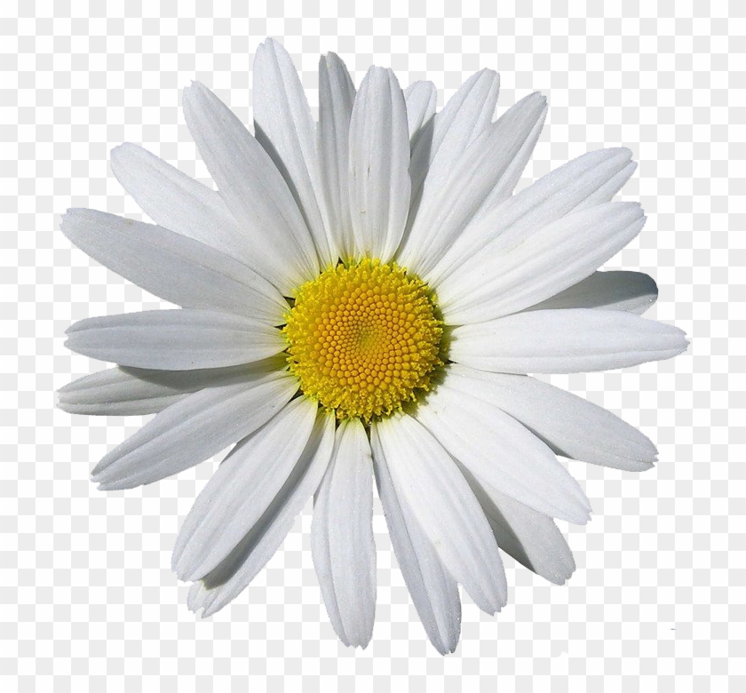 Camomile Png In High Resolution - Daisy Png Clipart #101717
