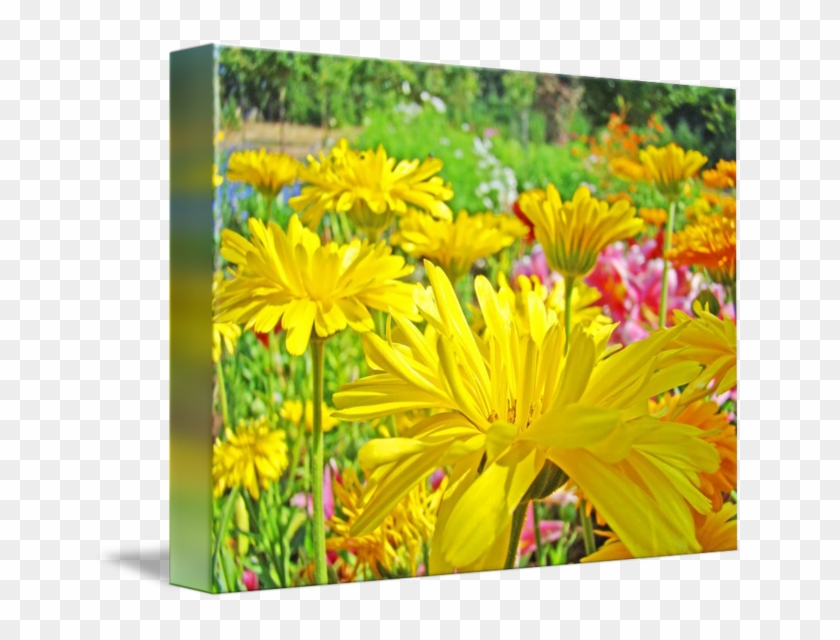 Daisies Art Prints Yellow Flowers By Baslee - Flower Clipart #102009