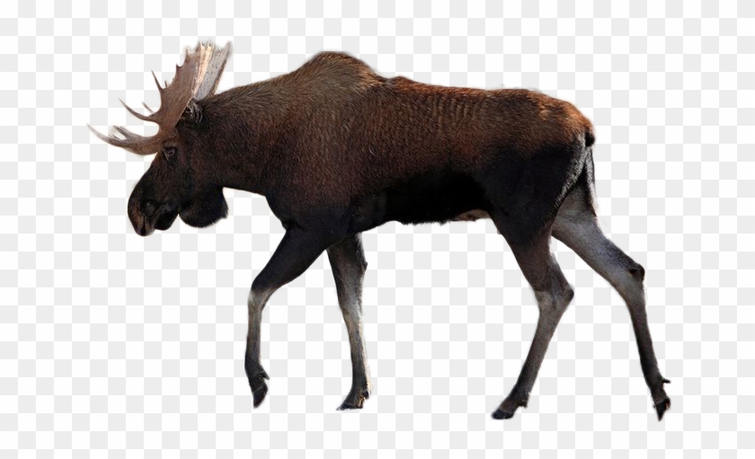Moose Png Image - Reindeer Clipart