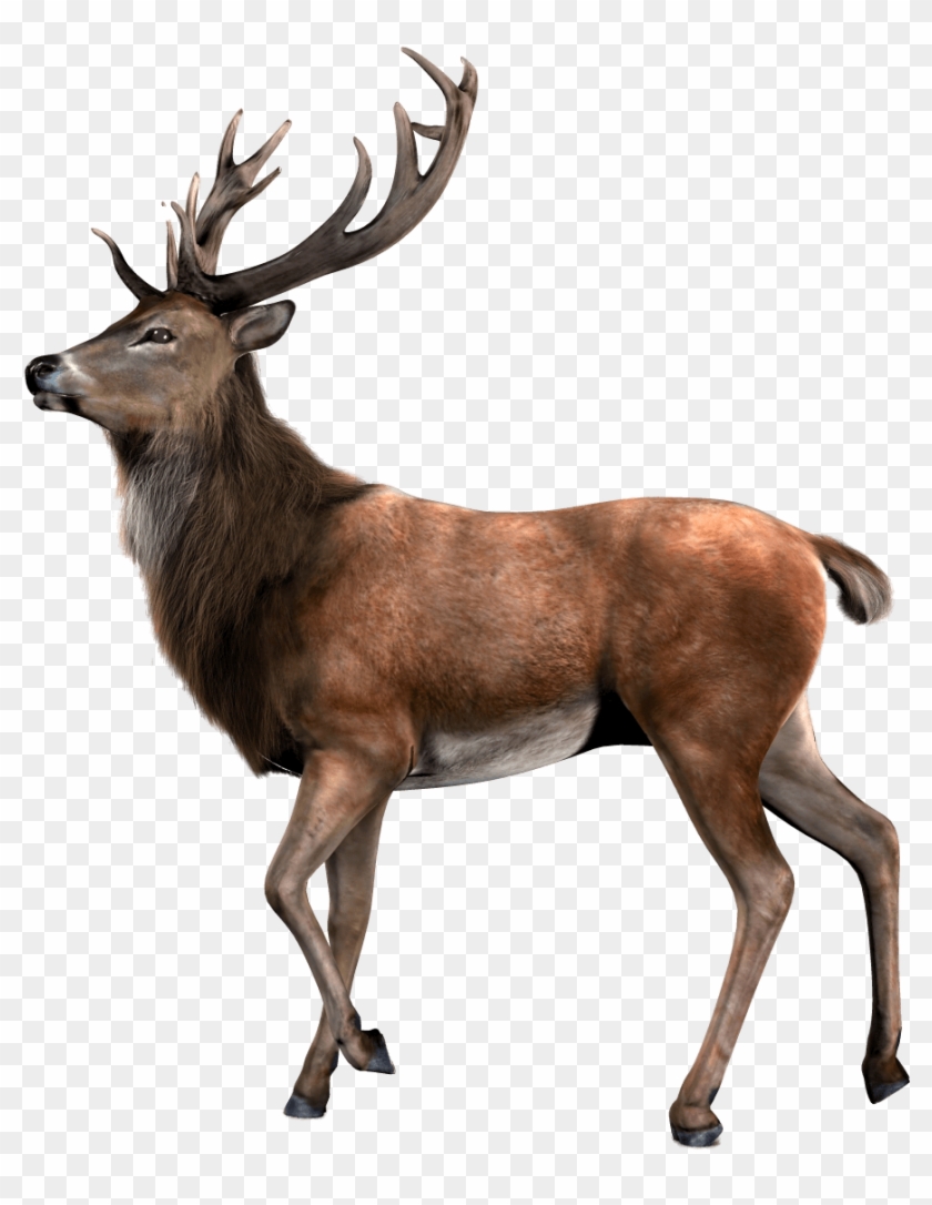 Standing Moose Render Png Image - Transparent Background Deer Png Clipart #102107