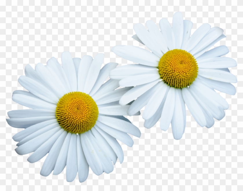 Common Daisy Computer Icons Chamomile Icon Design Oxeye - Icon Clipart #102665