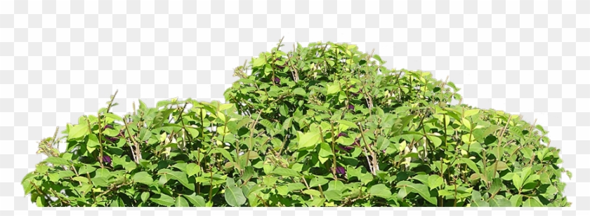 Http - //www - Stronge - Org - - Plantation Clipart