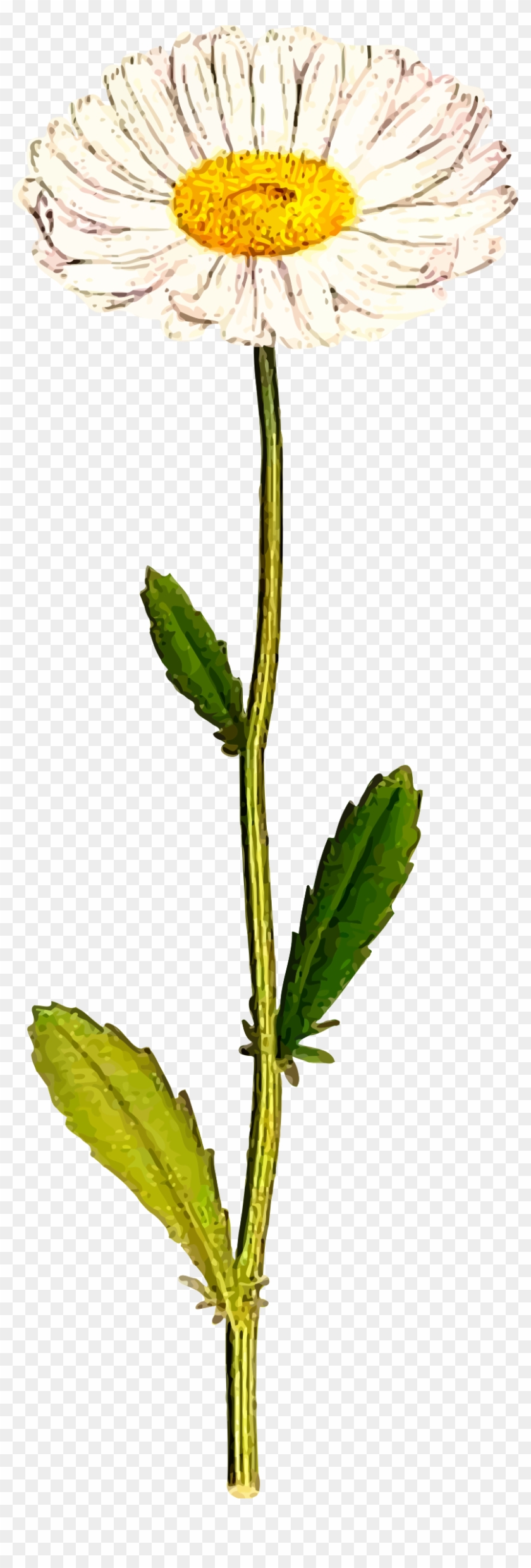 This Free Icons Png Design Of Oxeye Daisy Clipart