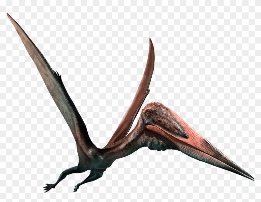 Pterodactyl Png Clipart #105027
