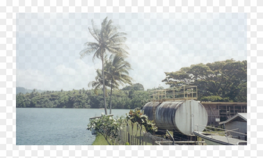 Pterosaur Alive Finschhafen Harbor, Papua New Guinea, - Attalea Speciosa Clipart