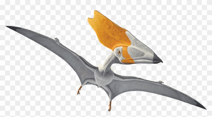 Vampire Bat Clipart #105535