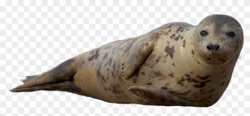 Earless Seal Sea Lion Harbor Seal Grey Seal Ringed - Earless Seal Clipart #106836