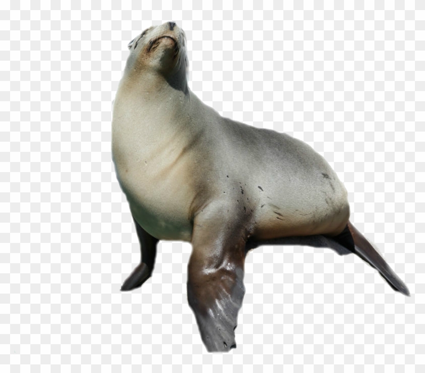 Harbor Seal Png Image Transparent - Australian Fur Seal Png Clipart #107195