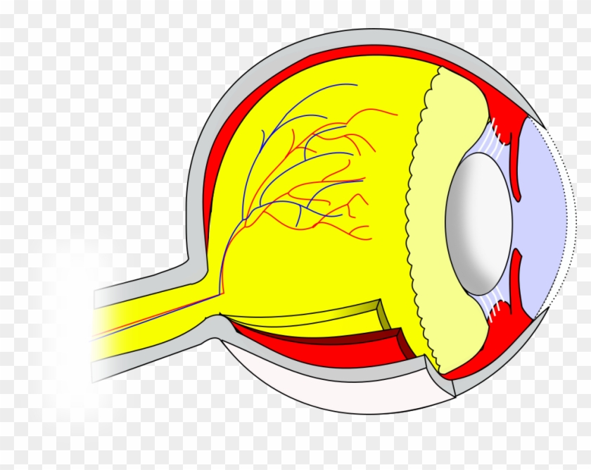 Ch14 Eye Sagittal - Circle Clipart #1002122