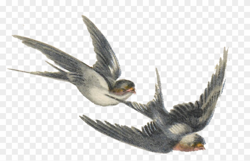 Birds Archives - Swallow Illustrations Clipart