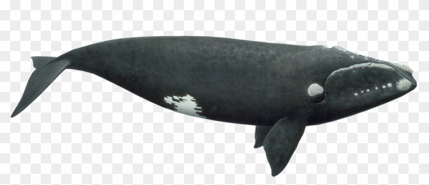 Whale Transparent Image - Right Whale White Background Clipart #1002893