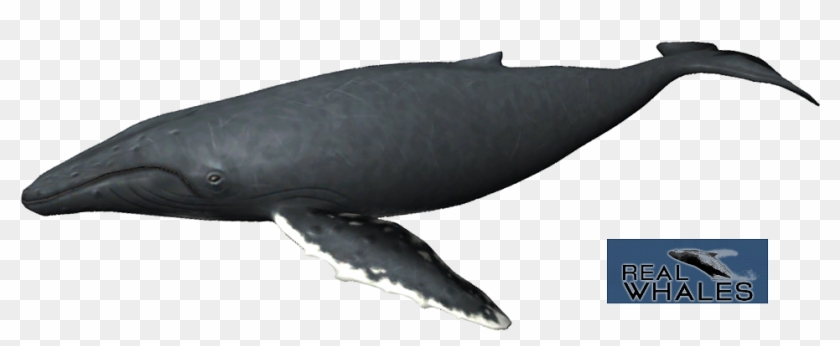 Humpback Whale Png - Humpback Whale Transparent Clipart #1002966