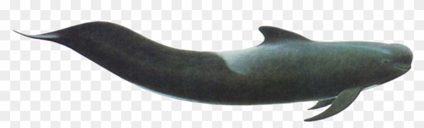 Short Finned Pilot Whale - Short Finned Pilot Whale Png Clipart #1002978