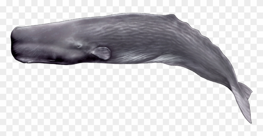 Sperm And Shape Google Search Picture Book - Sperm Whale Png Clipart #1003114