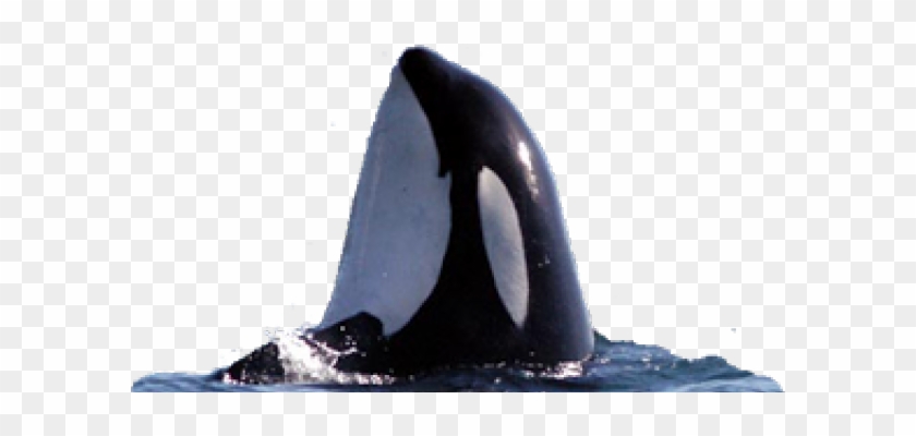 Killer Whale Clipart