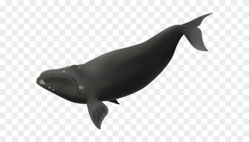 Semi Kaitai 1 - Killer Whale Clipart