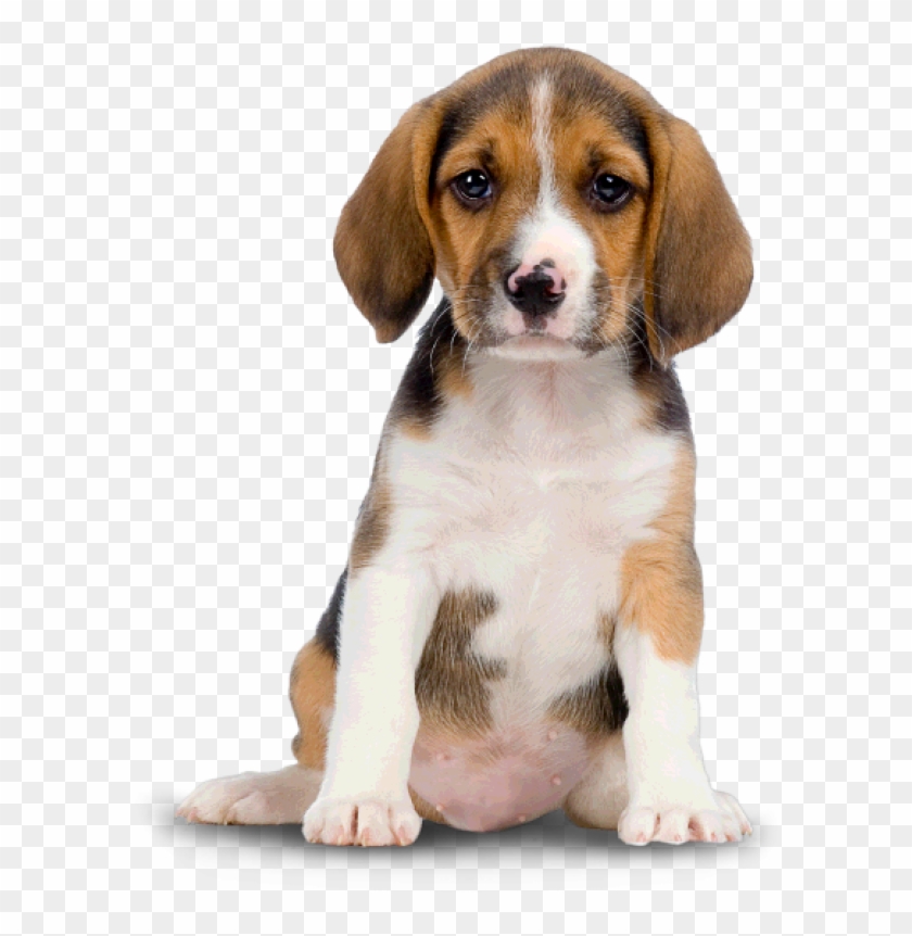 Puppy Dog Png For Web - Transparent Cute Dog Png Clipart #1003696