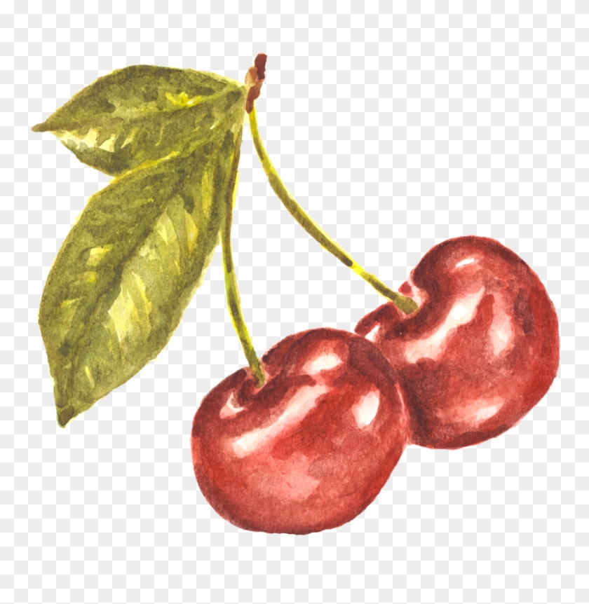 Pair Of Cherries Watercolor Study Clipart #1003921