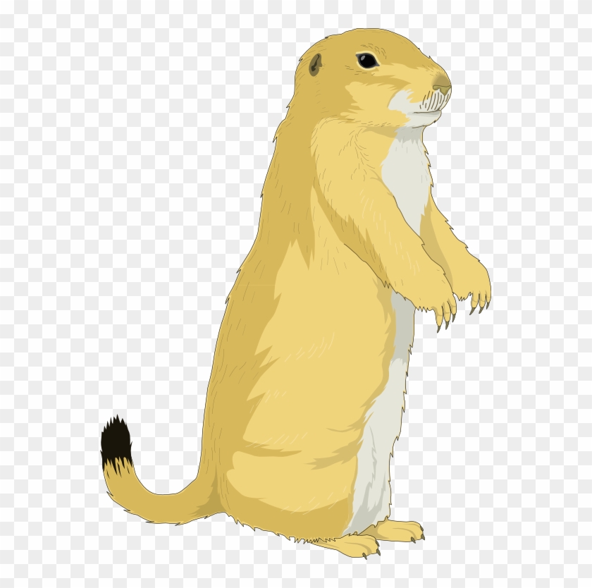 555 X 754 10 - Transparent Background Cartoon Prairie Dog Clipart