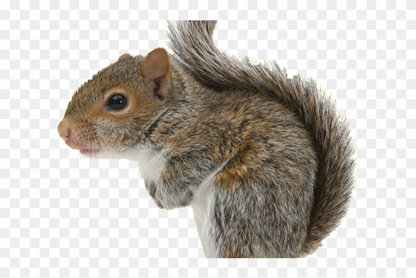 Transparent Background Grey Squirrel Clipart - Png Download #1004413
