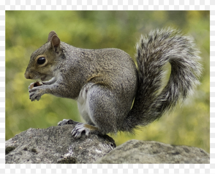 Free Icons Png - Squirrel Indonesia Clipart