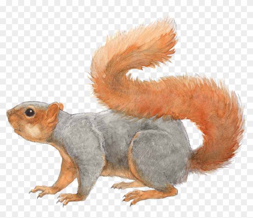 1800 X 1431 0 - Eastern Fox Squirrel Drawing Clipart