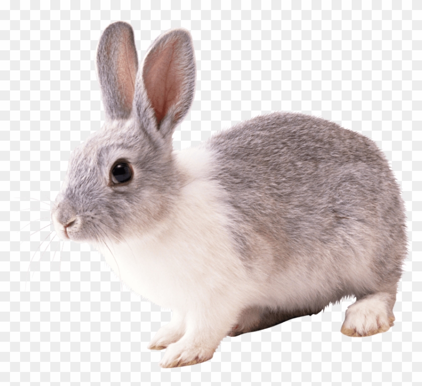 Free Png Download Gray And White Rabbit Png Images - Transparent Background Rabbit Png Clipart #1005439