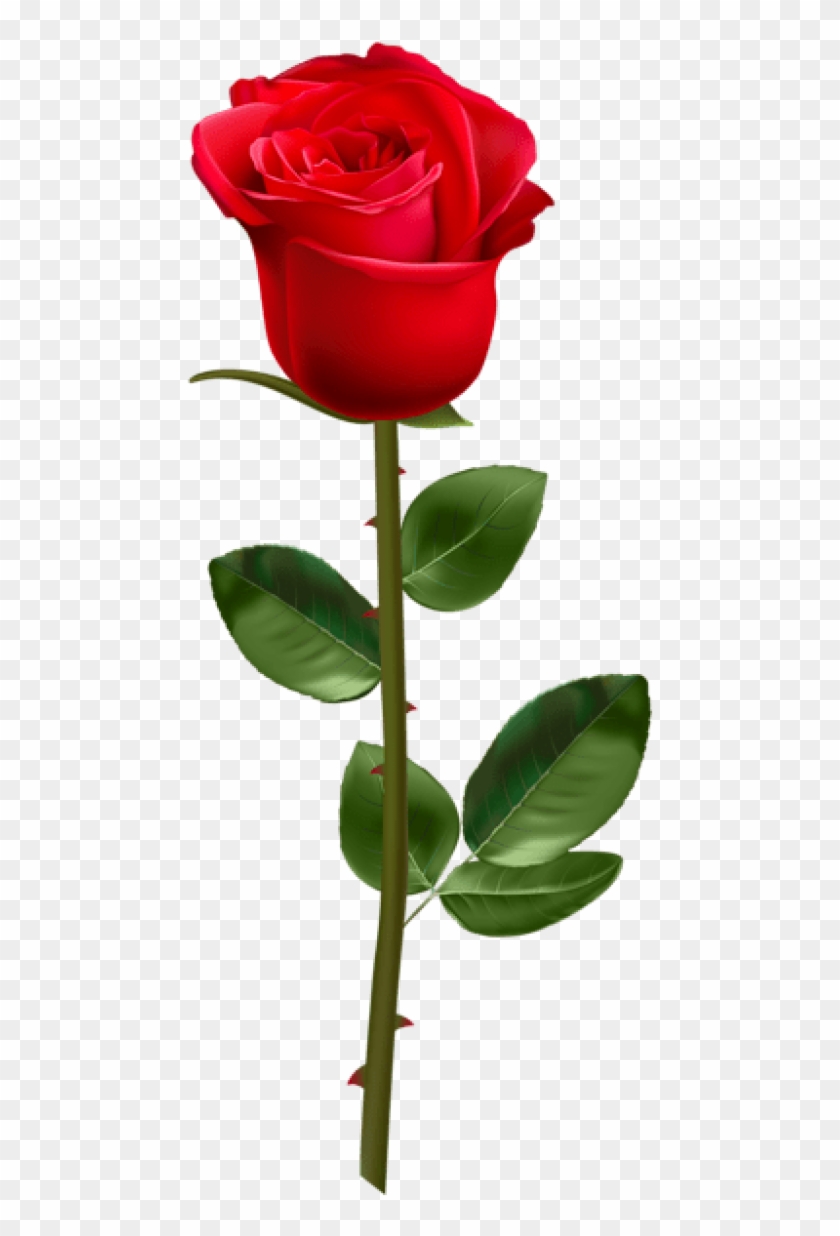 Free Png Download Red Rose With Stem Transparent Png - Red Rose With Stem Clipart #1005471