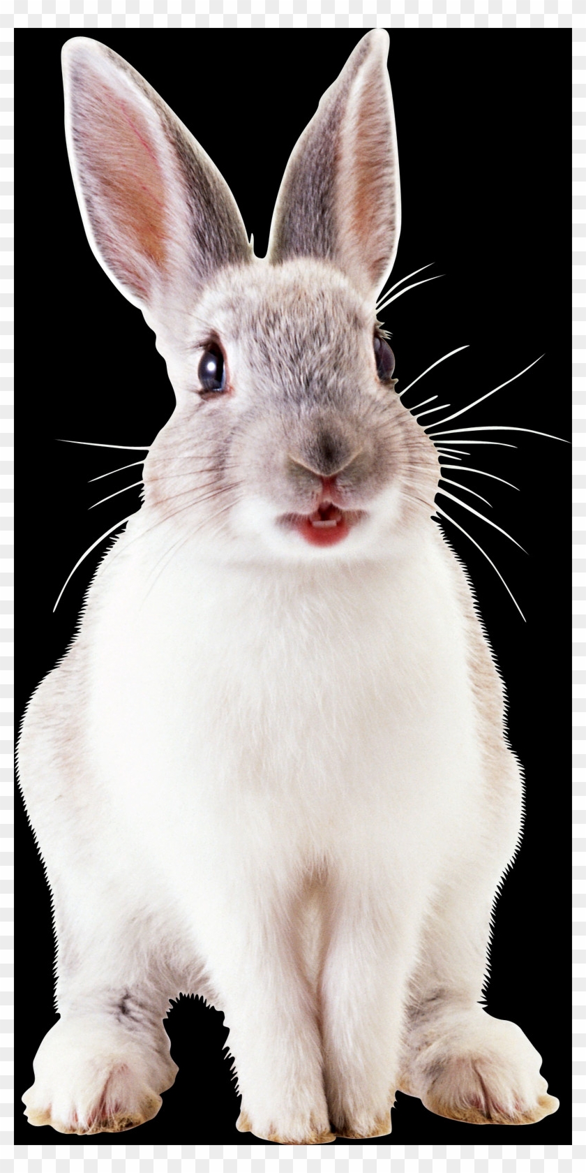 Free Rabbit Png Images - Белый Кролик Png Clipart #1005634