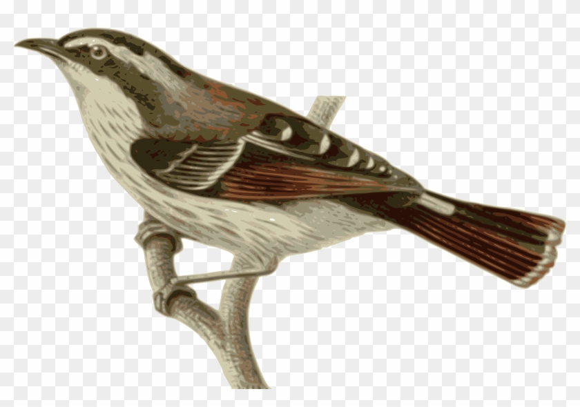 Illustration Of A Bird Perched On A Branch - Bird On Branch Illustration Clipart