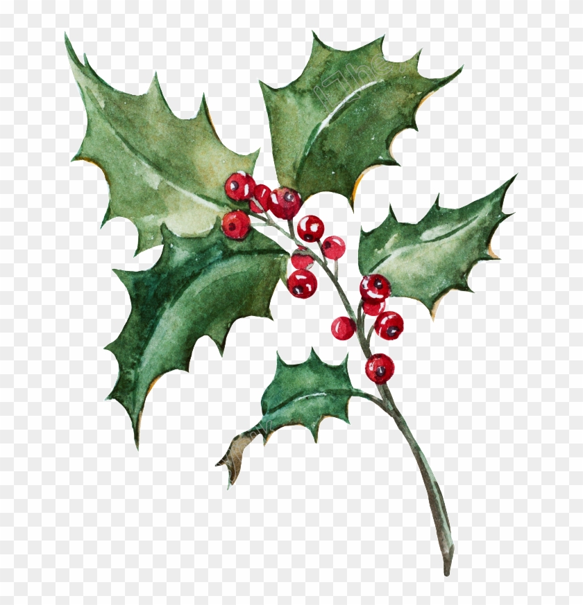 Holly Leaf Png - Holly Painting Png Clipart #1007177