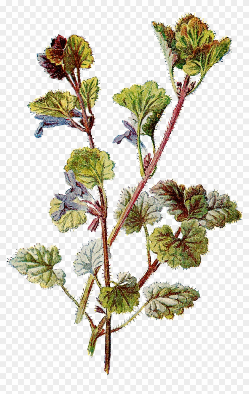 Antique Images Free Botanical Graphic Flower Clip Art - Vintage Botanical Flower Png Transparent Png