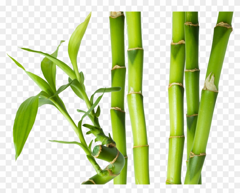 Bamboo Png Clipart #1007291
