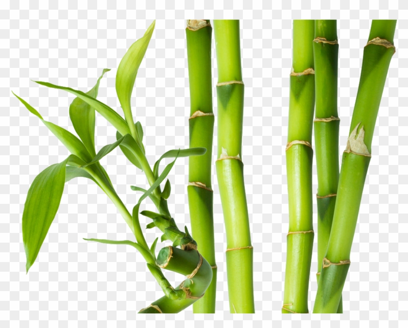 Bamboo Png Clipart
