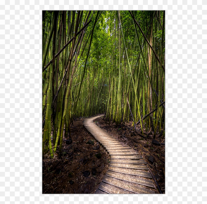 750 X 750 3 - Bamboo Forest Clipart #1007483