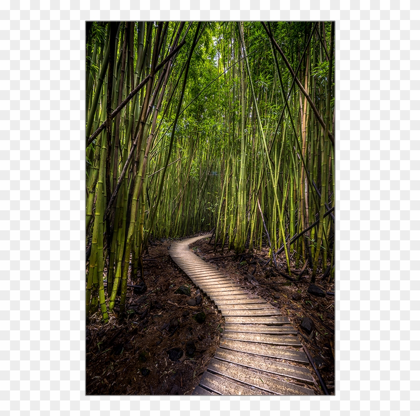 750 X 750 3 - Bamboo Forest Clipart