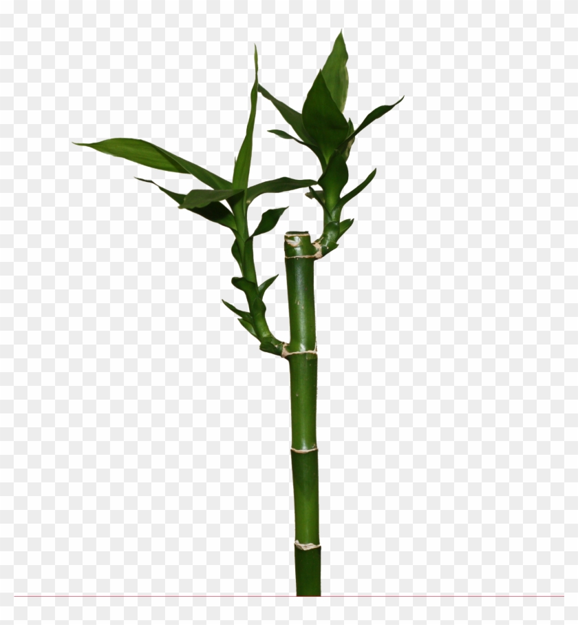 Lucky Bamboo Png , Png Download Clipart