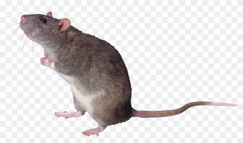 Mouse, Rat Png Image - Tikus Png Clipart #1007793