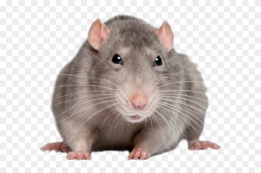 Mouse, Rat Png Image - Mouse Animal Transparent Clipart #1007866