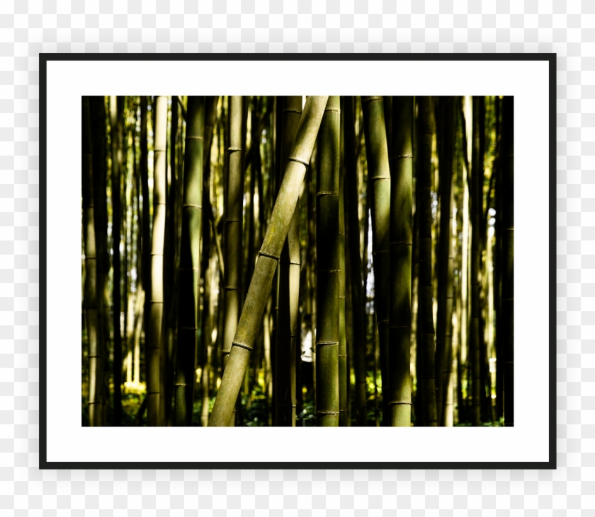 Bamboo , Png Download Clipart