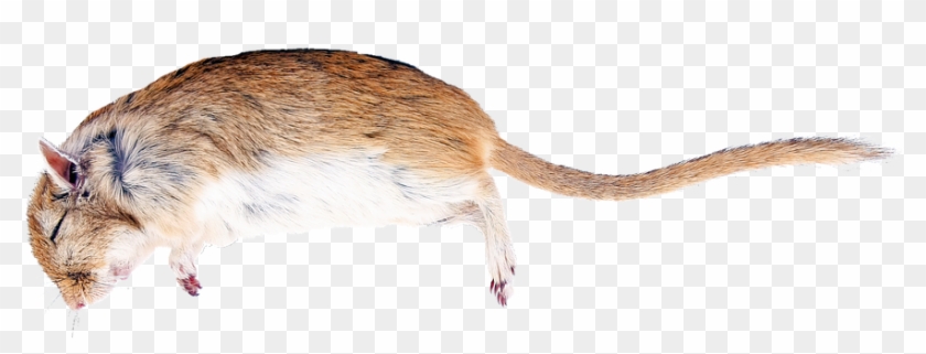 Rat, Death, Creature, Nature, Die, Mammal - Dead Mouse Animal Transparent Clipart #1007972
