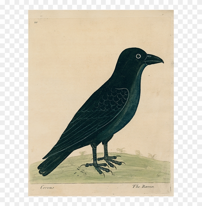 #8-raven (p 229) John Derian Company Inc - Fish Crow Clipart