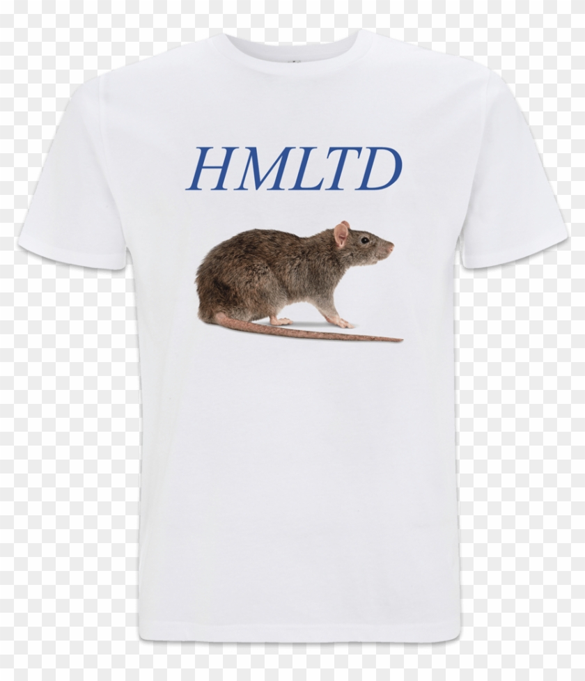 Rat - Funny Civil Engineer Quotes Clipart #1008412