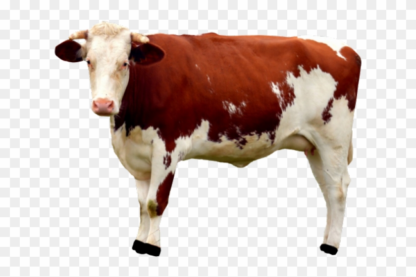 Cow Png Clipart #1008646