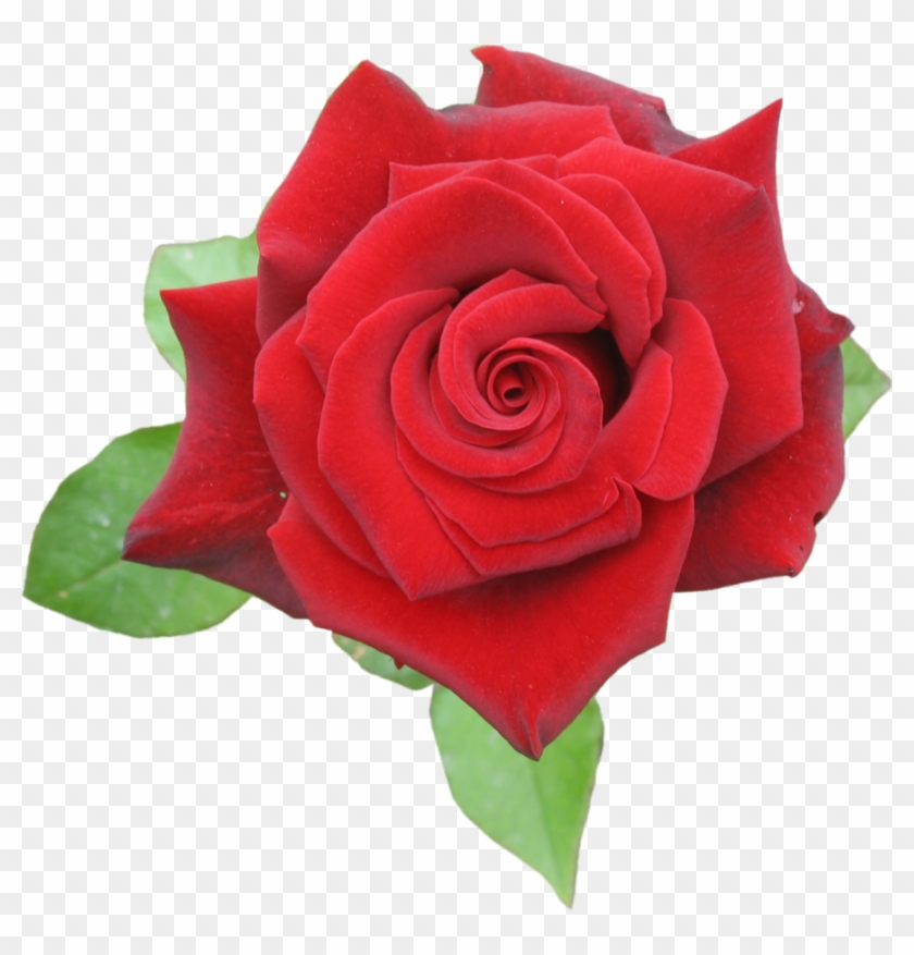 Rose Red Png By Aidana2010 On Clipart Library - Rose Red Png Transparent Png #1010033