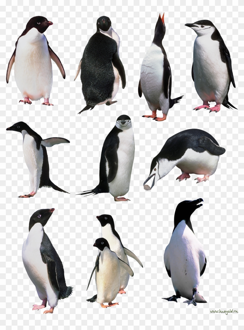 Transparent Background Transparent Penguin Clipart #1010091